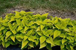 ColorBlaze Lime Time Coleus (Solenostemon scutellarioides 'Lime Time') at Mainescape Nursery