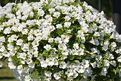 Superbells White Calibrachoa (Calibrachoa 'Balcal14141') at Mainescape Nursery
