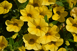 Superbells Yellow Calibrachoa (Calibrachoa 'Balcal1004') at Mainescape Nursery