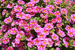 Superbells Rising Star Calibrachoa (Calibrachoa 'KLECA16006') at Mainescape Nursery