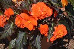 Nonstop Mocca Bright Orange Begonia (Begonia 'Nonstop Mocca Bright Orange') at Mainescape Nursery