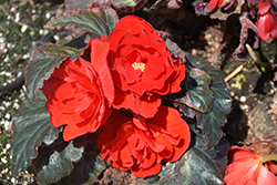 Nonstop Mocca Red Begonia (Begonia 'Nonstop Mocca Red') at Mainescape Nursery