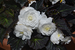 Nonstop Mocca White Begonia (Begonia 'Nonstop Mocca White') at Mainescape Nursery