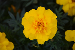 Durango Yellow Marigold (Tagetes patula 'Durango Yellow') at Mainescape Nursery