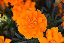 Durango Orange Marigold (Tagetes patula 'Durango Orange') at Mainescape Nursery