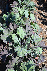 Red Russian Kale (Brassica napus var. pabularia 'Red Russian') at Mainescape Nursery