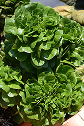Salanova Green Butter Lettuce (Lactuca sativa 'Salanova Green Butter') at Mainescape Nursery