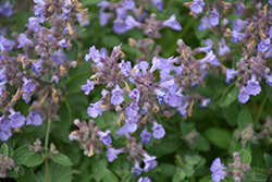 Kitten Around Catmint (Nepeta x faassenii 'Kitten Around') at Mainescape Nursery