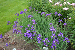 Ruffled Velvet Iris (Iris sibirica 'Ruffled Velvet') at Mainescape Nursery