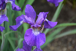 Ruffled Velvet Iris (Iris sibirica 'Ruffled Velvet') at Mainescape Nursery
