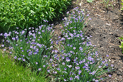 Lucerne Blue-Eyed Grass (Sisyrinchium angustifolium 'Lucerne') at Mainescape Nursery