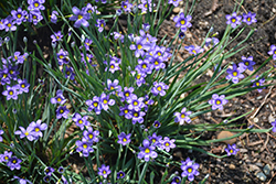 Lucerne Blue-Eyed Grass (Sisyrinchium angustifolium 'Lucerne') at Mainescape Nursery