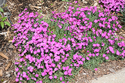 Paint The Town Fuchsia Pinks (Dianthus 'Paint The Town Fuchsia') at Mainescape Nursery