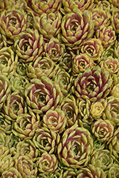 Ruby Heart Hens And Chicks (Sempervivum 'Ruby Heart') at Mainescape Nursery
