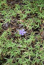 Violet Pinwheels Phlox (Phlox 'Violet Pinwheels') at Mainescape Nursery