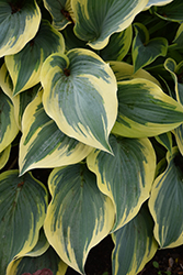 First Frost Hosta (Hosta 'First Frost') at Mainescape Nursery