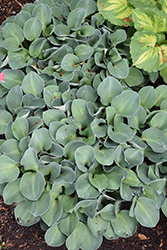 Blue Mouse Ears Hosta (Hosta 'Blue Mouse Ears') at Mainescape Nursery