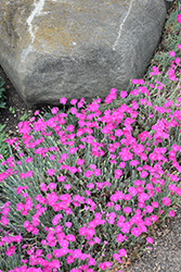 Firewitch Pinks (Dianthus gratianopolitanus 'Firewitch') at Mainescape Nursery