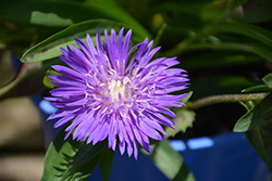 Honeysong Purple Aster (Stokesia laevis 'Honeysong Purple') at Mainescape Nursery