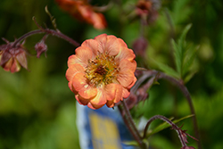 Mai Tai Avens (Geum 'Mai Tai') at Mainescape Nursery