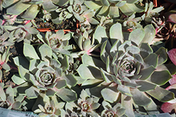 Pacific Blue Ice Hens And Chicks (Sempervivum 'Pacific Blue Ice') at Mainescape Nursery