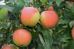 Gala Apple (Malus 'Gala') at Mainescape Nursery