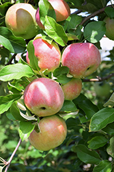 Northern Spy Apple (Malus 'Northern Spy') at Mainescape Nursery