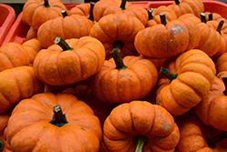 Jack Be Little Pumpkin (Cucurbita pepo var. pepo 'Jack Be Little') at Mainescape Nursery