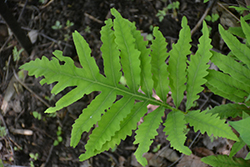 Toothed Wood Fern (Dryopteris carthusiana) at Mainescape Nursery