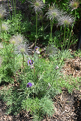 Pasqueflower (Pulsatilla vulgaris) at Mainescape Nursery
