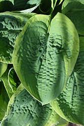 Frances Williams Hosta (Hosta 'Frances Williams') at Mainescape Nursery