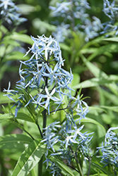 Narrow-Leaf Blue Star (Amsonia hubrichtii) at Mainescape Nursery