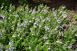 Angelface Wedgewood Blue Angelonia (Angelonia angustifolia 'Angelface Wedgewood Blue') at Mainescape Nursery