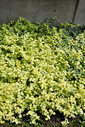Lemon Licorice Plant (Helichrysum petiolare 'Lemon Licorice') at Mainescape Nursery