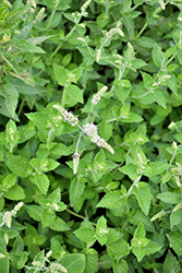Kentucky Colonel Spearmint (Mentha spicata 'Kentucky Colonel') at Mainescape Nursery