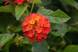 Bandana Red Lantana (Lantana camara 'Bandana Red') at Mainescape Nursery