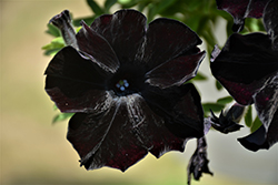 Crazytunia Black Mamba Petunia (Petunia 'Crazytunia Black Mamba') at Mainescape Nursery