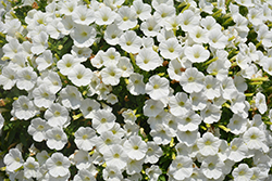 Supertunia White Charm Petunia (Petunia 'Supertunia White Charm') at Mainescape Nursery