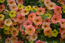 Cascadias Indian Summer Petunia (Petunia 'Cascadias Indian Summer') at Mainescape Nursery