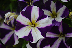 Amore Purple (Petunia 'Amore Purple') at Mainescape Nursery