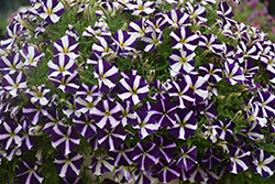 Amore Purple Petunia (Petunia 'Amore Purple') at Mainescape Nursery