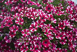 Cascadias Bicolor Cabernet Petunia (Petunia 'Cascadias Bicolor Cabernet') at Mainescape Nursery