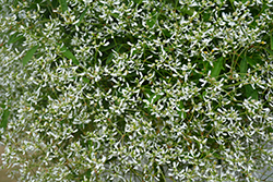 Diamond Frost Euphorbia (Euphorbia 'INNEUPHDIA') at Mainescape Nursery