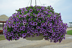 Superbells Evening Star Calibrachoa (Calibrachoa 'BBCAL87705') at Mainescape Nursery