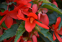 Bossa Nova Red Shades Begonia (Begonia boliviensis 'Bossa Nova Red Shades') at Mainescape Nursery