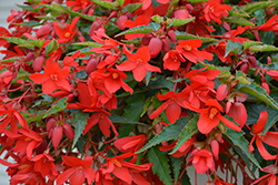 Bossa Nova Red Shades Begonia (Begonia boliviensis 'Bossa Nova Red Shades') at Mainescape Nursery