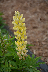 Lupini Yellow Shades Lupine (Lupinus polyphyllus 'Lupini Yellow Shades') at Mainescape Nursery