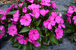 SunPatiens Compact Purple New Guinea Impatiens (Impatiens 'SAKIMP037') at Mainescape Nursery