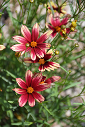 Lil' Bang Red Elf Tickseed (Coreopsis 'Red Elf') at Mainescape Nursery