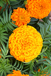 Taishan Orange Marigold (Tagetes erecta 'Taishan Orange') at Mainescape Nursery